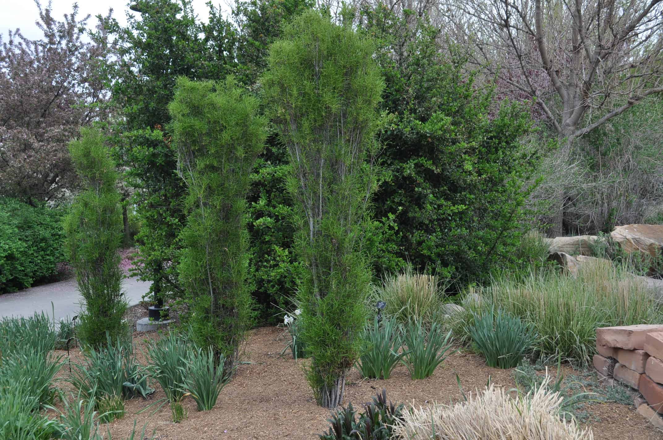 Fern Leaf Buckthorn Landscaping Tips | Blog | Arbor Valley Nursery